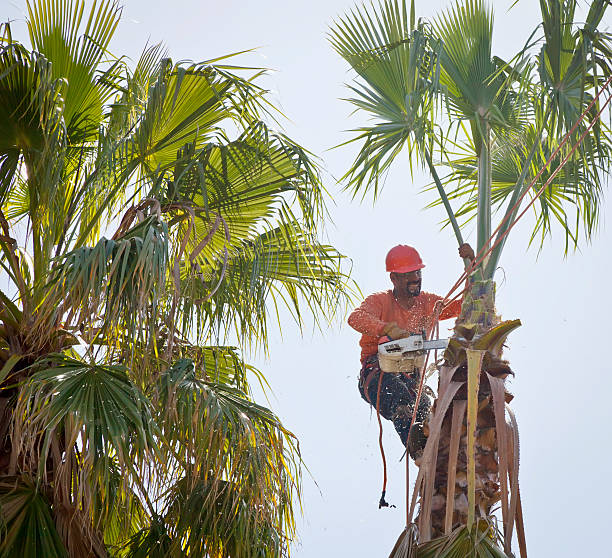 Trusted Denton, NC Tree Care Services Experts