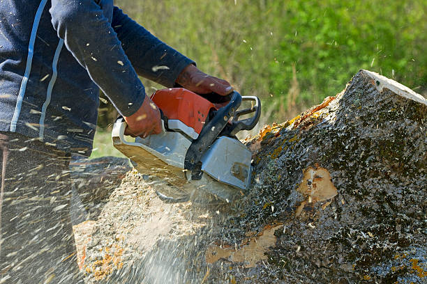 How Our Tree Care Process Works  in  Denton, NC